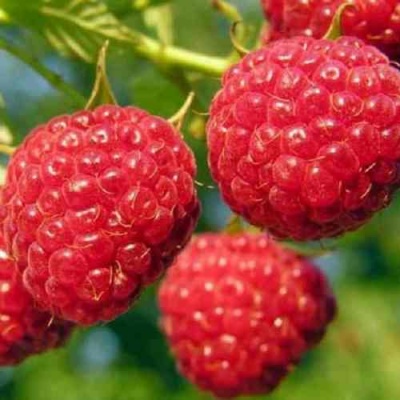 Малина ГЛЕН АМПЛ в Иркутске