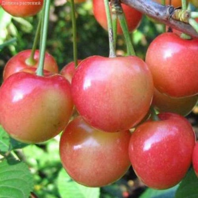Черешня ЮЛИЯ в Иркутске