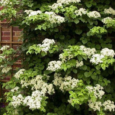 Черешковая в Иркутске