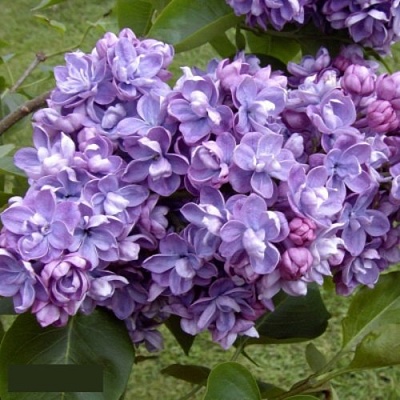 Сирень АМИ ШОТТ в Иркутске