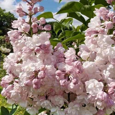 Сирень КРАСАВИЦА МОСКВЫ в Иркутске