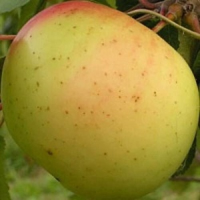 Яблоня БАНАНОВОЕ в Иркутске