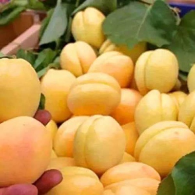 Абрикос АНАНАСНЫЙ в Иркутске