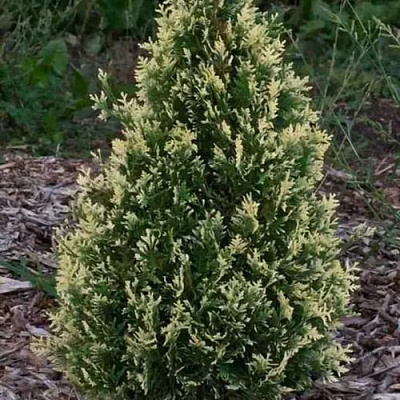 Туя БРАБАНТ ВАРИЕГАТТА западная в Иркутске