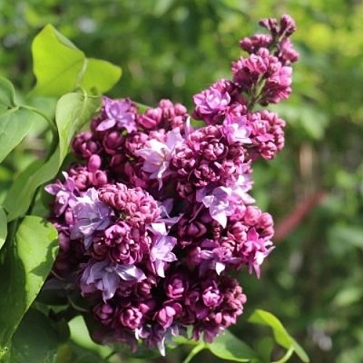 Сирень МАРШАЛ МАЛИНОВСКИЙ в Иркутске