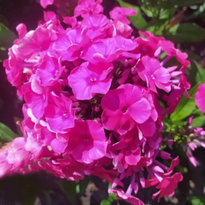 Флокс БАМБИНИ ДИЗАЙР метельчатый в Иркутске