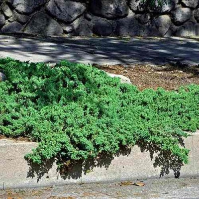 Можжевельник НАНА лежачий в Иркутске