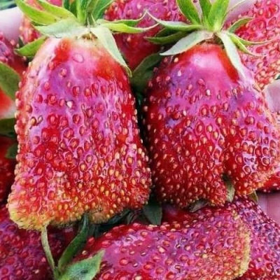 Клубника КУПЧИХА в Иркутске