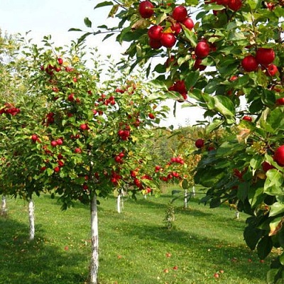 Плодовые деревья в Иркутске