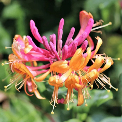 Жимолость ГЕКРОТА в Иркутске