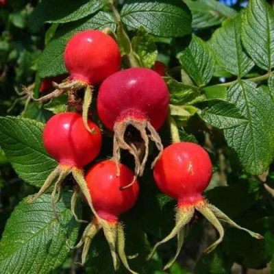 Шиповник ВИТАМИННЫЙ ВНИВИ в Иркутске