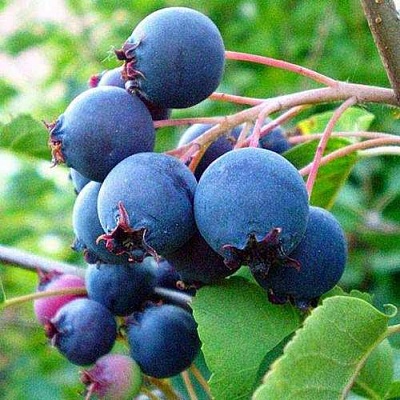 Ирга ПЕМБИНА в Иркутске
