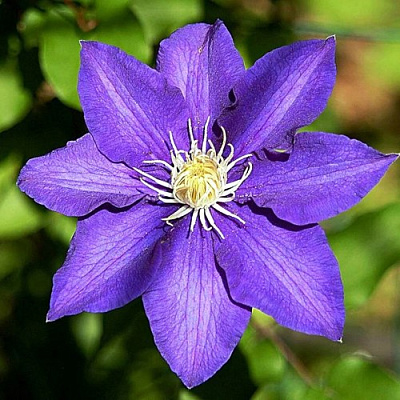 Клематис ЗЕ ПРЕЗИДЕНТ в Иркутске