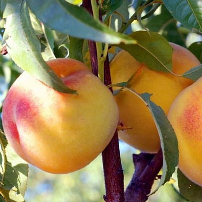 Персики в Иркутске