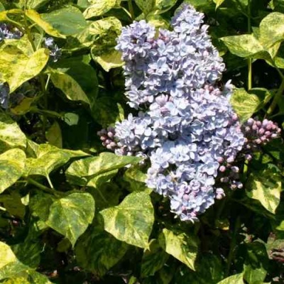 Сирень АУКУБАФОЛИЯ в Иркутске