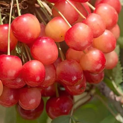 Черешня ЮЛИЯ в Иркутске
