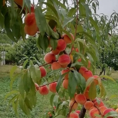 Персик ВУЛКАН в Иркутске