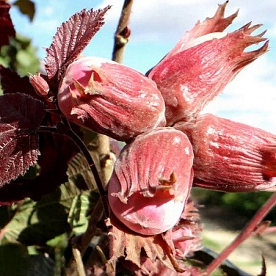 Фундук АЛЫЙ ПАРУС в Иркутске