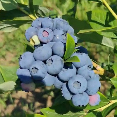 Голубика МЕГАС БЛЮ в Иркутске