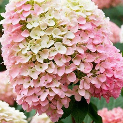 Низкорослая (карликовая) в Иркутске