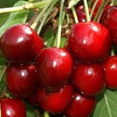 Черешня МИНЧАНКА в Иркутске