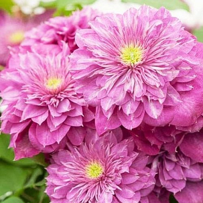 Клематис КАЙЗЕР в Иркутске