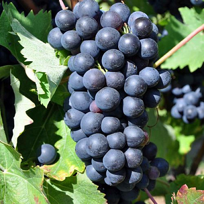 Круглый в Иркутске