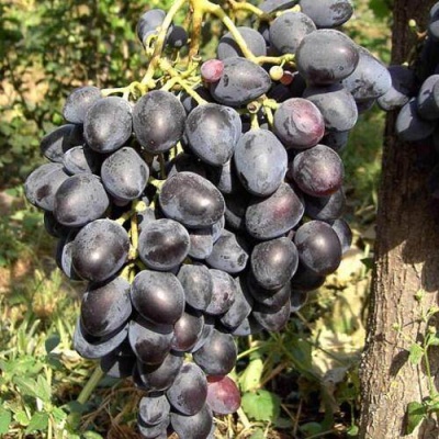 Виноград НАДЕЖДА АЗОС в Иркутске