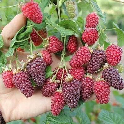 Ежемалина БУКИНГЕМ ТАЙБЕРРИ в Иркутске