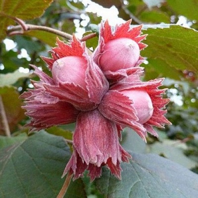 Фундук СКАРЛЕТТ в Иркутске