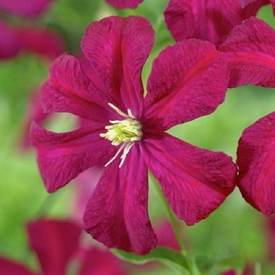 Клематис МАДАМ ДЖУЛИЯ КОРРЕВОН в Иркутске