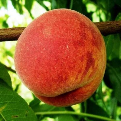 Персик ВАРДЕНИ в Иркутске