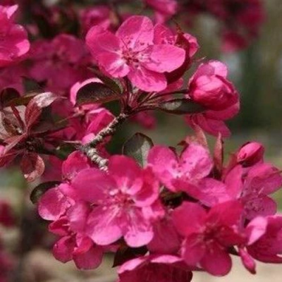Яблоня РЕД КЕТТИ в Иркутске