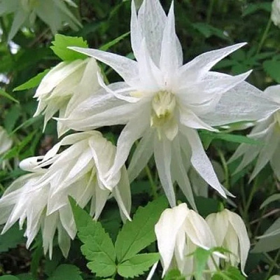 Княжик АЛЬБИНА ПЛЕНА белый махровый в Иркутске