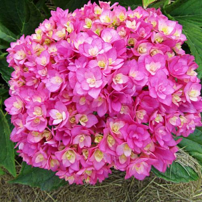 Ремонтантная в Иркутске