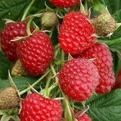 Малина ГЛЕН АМПЛ в Иркутске