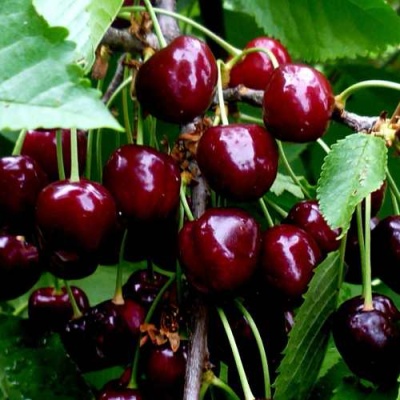 Черешня РЕВНА в Иркутске