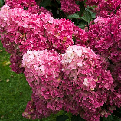 Фрайз в Иркутске