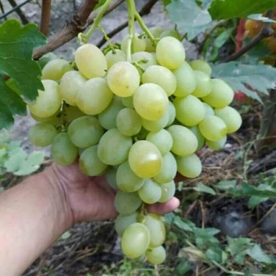 Виноград ВАНЮША в Иркутске
