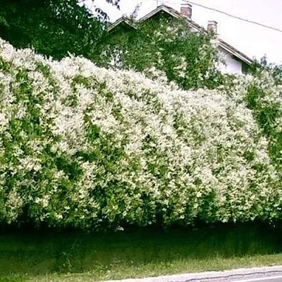 Фаллопия Фаллопия в Иркутске