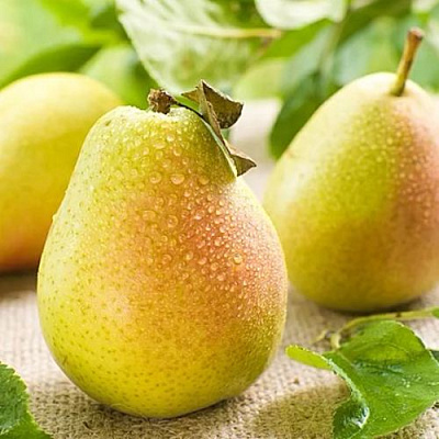 Сочная Сочная в Иркутске