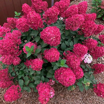 Красная  в Иркутске