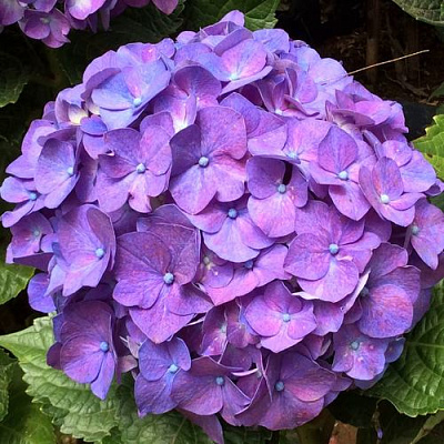 Фиолетовая в Иркутске