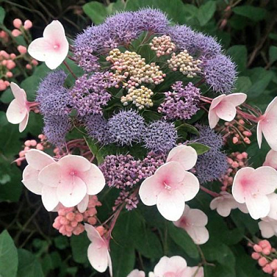 Шершавая в Иркутске