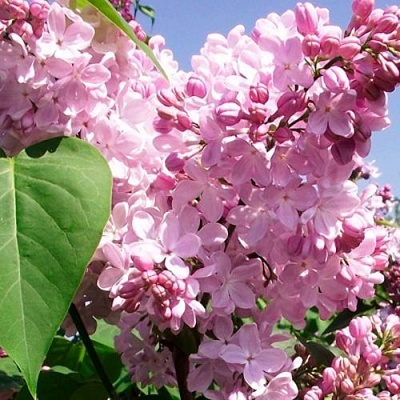 Сирень АДЕЛИНА в Иркутске