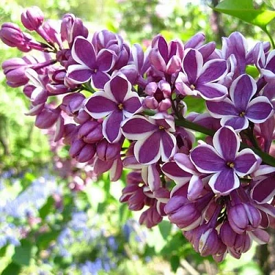 Сирень СЕНСАЦИЯ (привитая) в Иркутске