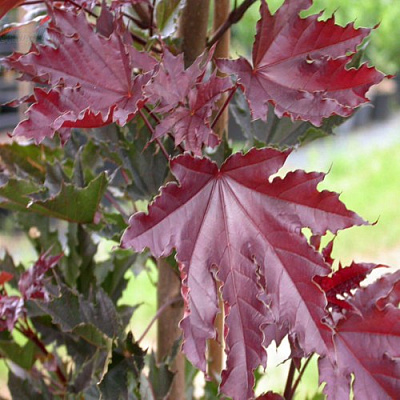 Клен КРИМСОН СЕНТРИ остролистный в Иркутске