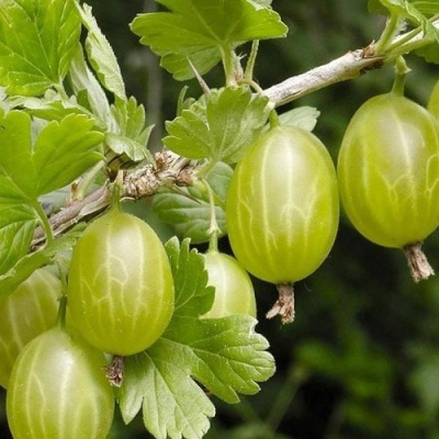 Крыжовник УРАЛЬСКИЙ ИЗУМРУД в Иркутске