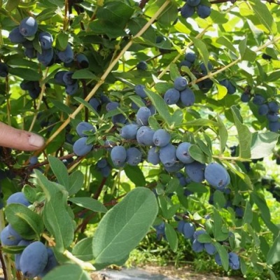 Жимолость съедобная КЛУБНИЧНАЯ СЕНСАЦИЯ в Иркутске