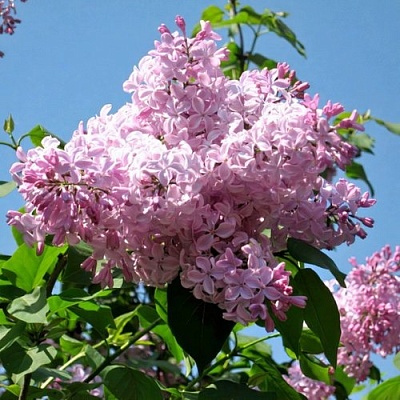 Сирень БУФФОН в Иркутске